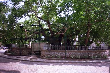 Baum des Hippokrates Kos Stadt